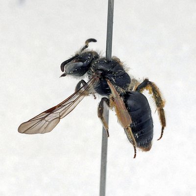 Fotografische Darstellung der Wildbiene Ungarische Zwergsandbiene