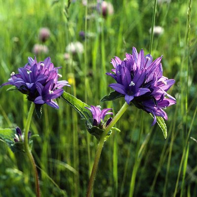 Fotografische Darstellung der Pflanze Knäuelblütige Glockenblume