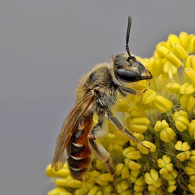 Fotografische Darstellung der Wildbiene Rotbauch-Sandbiene