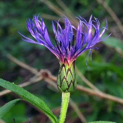 Fotografische Darstellung der Pflanze Berg-Flockenblume