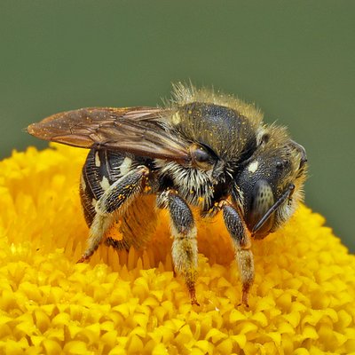 Fotografische Darstellung der Wildbiene Weißfleckige Wollbiene