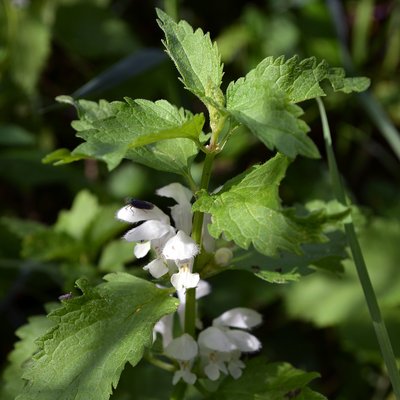 Fotografische Darstellung der Pflanze Lamium album