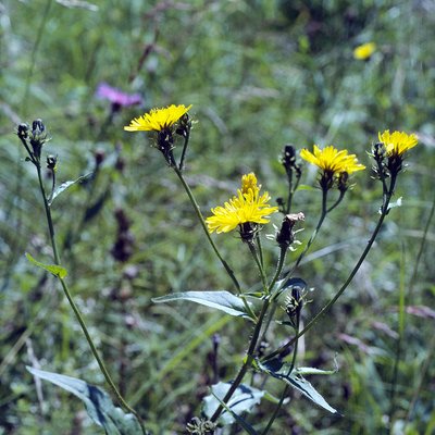 Fotografische Darstellung der Pflanze Gewöhnliches Bitterkraut