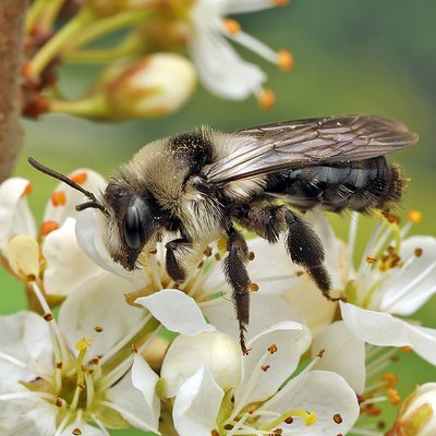 Fotografische Darstellung der Wildbiene Grauschwarze Düstersandbiene