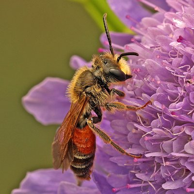 Fotografische Darstellung der Wildbiene Schencks Sandbiene