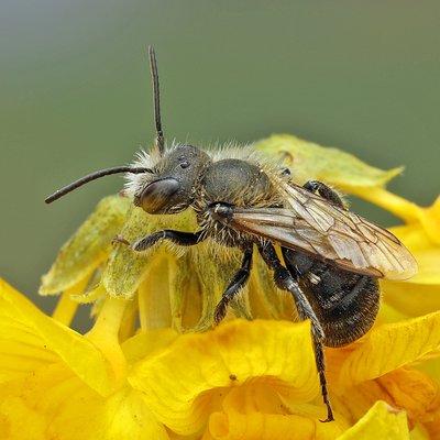 Fotografische Darstellung der Wildbiene Waldrand-Mauerbiene