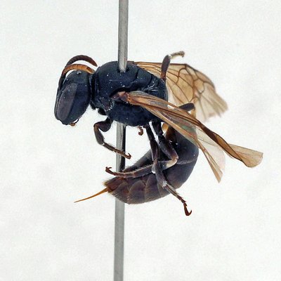 Fotografische Darstellung der Wildbiene Gletscher-Maskenbiene