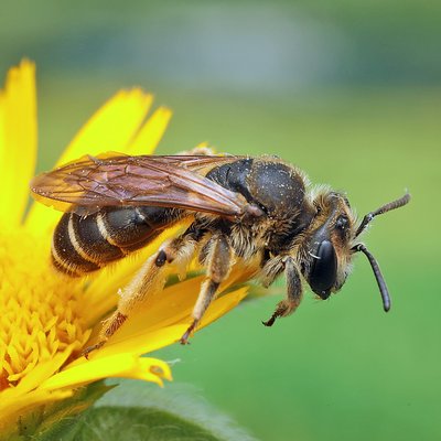 Fotografische Darstellung der Wildbiene Esparsetten-Sandbiene