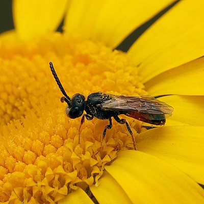 Fotografische Darstellung der Wildbiene Gewöhnliche Zwerg-Blutbiene