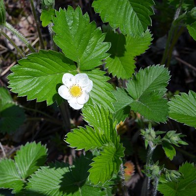 Fotografische Darstellung der Pflanze Wald-Erdbeere