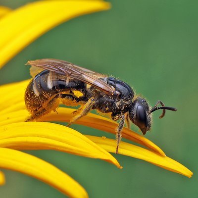 Fotografische Darstellung der Wildbiene Vierpunkt-Schmalbiene