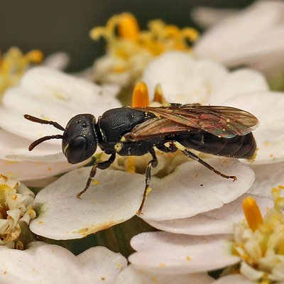 Fotografische Darstellung der Wildbiene Gredlers Maskenbiene