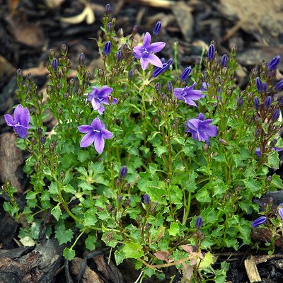 Fotografische Darstellung der Pflanze Adria-Glockenblume