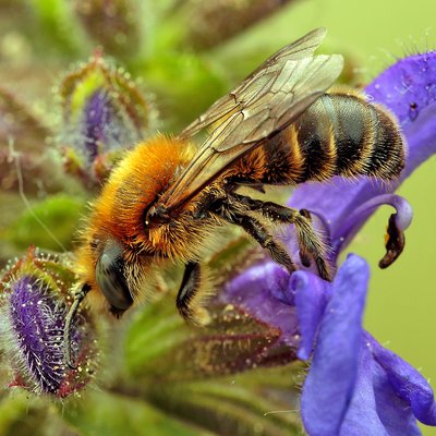 Fotografische Darstellung der Wildbiene Spitzfühler-Stängelbiene