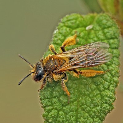 Fotografische Darstellung der Wildbiene Zistrosen-Sandbiene