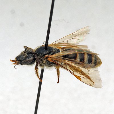 Fotografische Darstellung der Wildbiene Struppige Schmalbiene