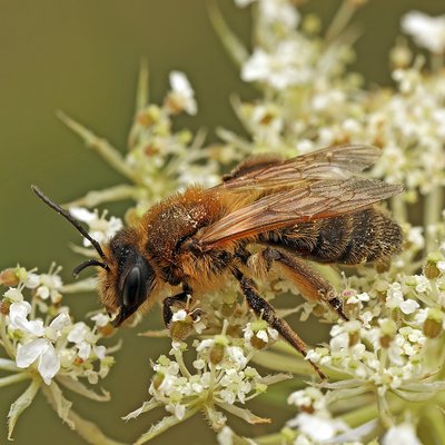 Fotografische Darstellung der Wildbiene Atlantische Sandbiene