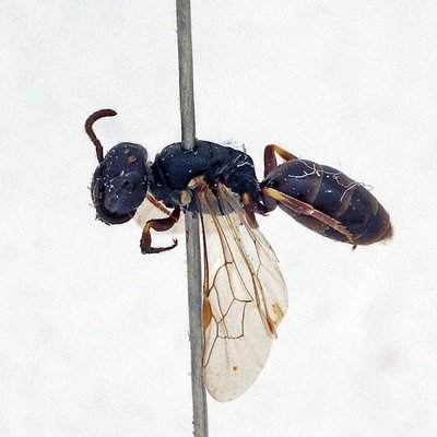 Fotografische Darstellung der Wildbiene Tiroler Maskenbiene