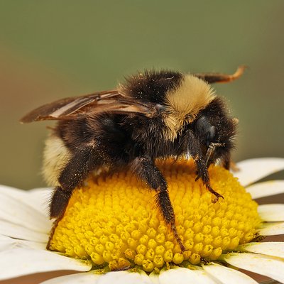 Fotografische Darstellung der Wildbiene Böhmische Kuckuckshummel