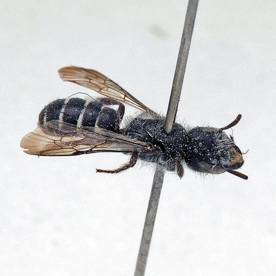 Fotografische Darstellung der Wildbiene Kerben-Scherenbiene