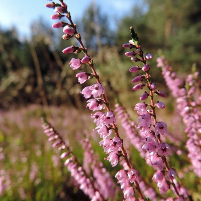 Fotografische Darstellung der Pflanze Besenheide