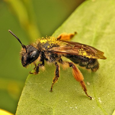 Fotografische Darstellung der Wildbiene Rotschienen-Sandbiene