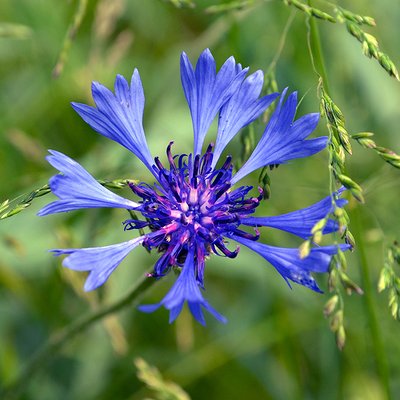 Fotografische Darstellung der Pflanze Kornblume