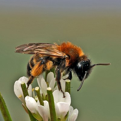 Fotografische Darstellung der Wildbiene Zweifarbige Sandbiene