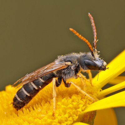 Fotografische Darstellung der Wildbiene Gewöhnliche Furchenbiene