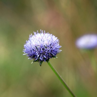 Fotografische Darstellung der Pflanze Berg-Sandrapunzel