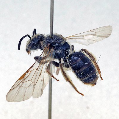 Fotografische Darstellung der Wildbiene Bergheiden-Schmalbiene