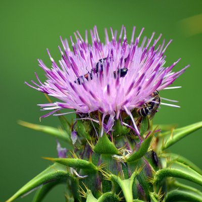 Fotografische Darstellung der Pflanze Mariendistel