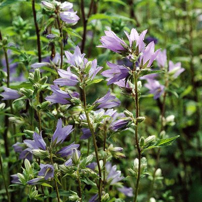 Fotografische Darstellung der Pflanze Nesselblättrige Glockenblume