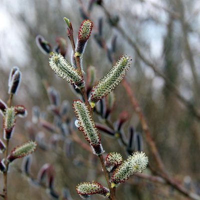 Fotografische Darstellung der Pflanze Purpur-Weide