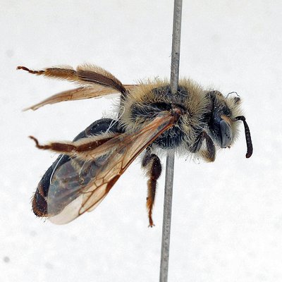 Fotografische Darstellung der Wildbiene Silber-Sandbiene