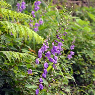 Fotografische Darstellung der Pflanze Acker-Glockenblume