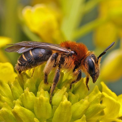 Fotografische Darstellung der Wildbiene Zweizellige Sandbiene