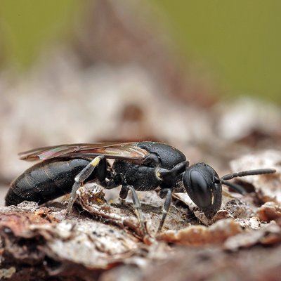 Fotografische Darstellung der Wildbiene Nördliche Maskenbiene