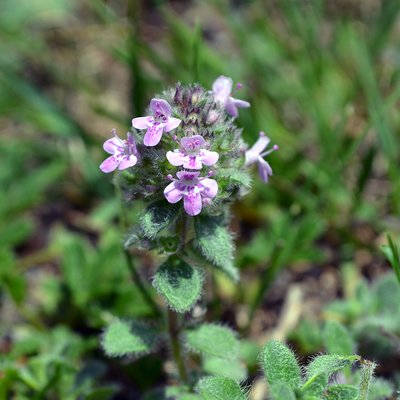 Fotografische Darstellung der Pflanze Arznei-Feld-Thymian