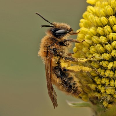 Fotografische Darstellung der Wildbiene Frühe Lockensandbiene