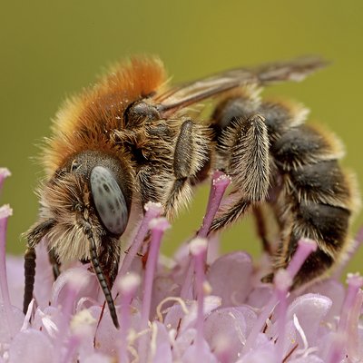 Fotografische Darstellung der Wildbiene Glockenblumen-Felsenbiene