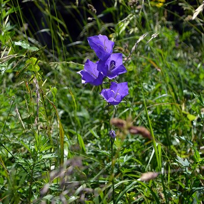 Fotografische Darstellung der Pflanze Pfirsichblättrige Glockenblume