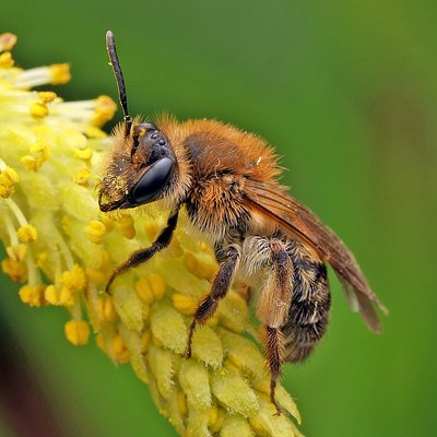 Fotografische Darstellung der Wildbiene Auen-Lockensandbiene