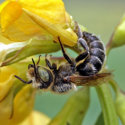 Fotografische Darstellung der Wildbiene Französische Felsenbiene