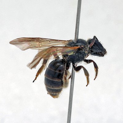 Fotografische Darstellung der Wildbiene Kleine Schmalbiene