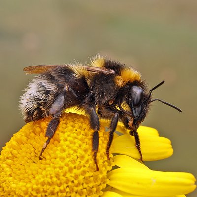 Fotografische Darstellung der Wildbiene Gartenhummel