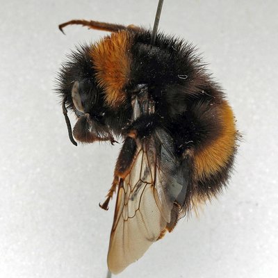 Fotografische Darstellung der Wildbiene Heide-Erdhummel