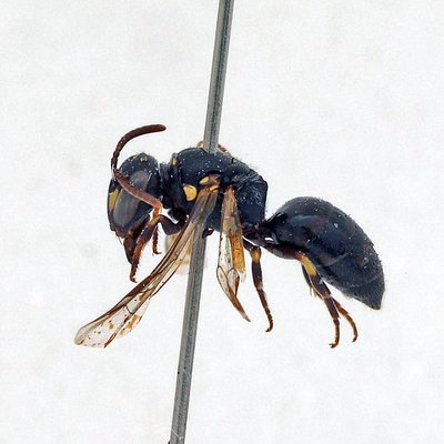 Fotografische Darstellung der Wildbiene Gezeichnete Maskenbiene