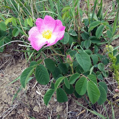 Fotografische Darstellung der Pflanze Essig-Rose