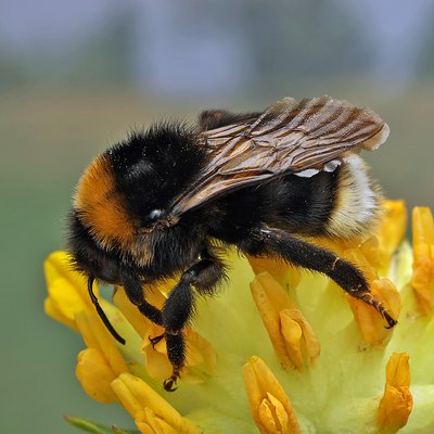 Fotografische Darstellung der Wildbiene Gefleckte Kuckuckshummel